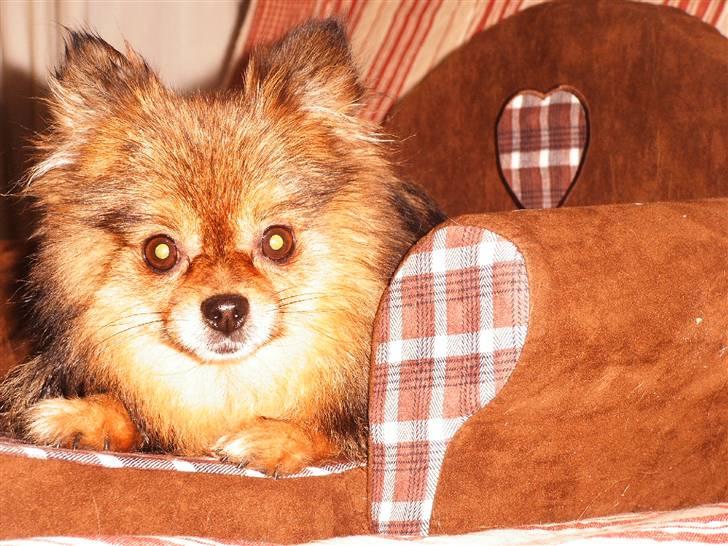 Pomeranian sally - æhh altså jeg ligger lige så godt gider ikke det der billede 1