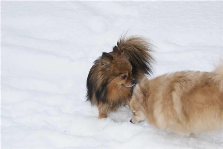 Pomeranian sally - sally leger med trold i sneen billede 3