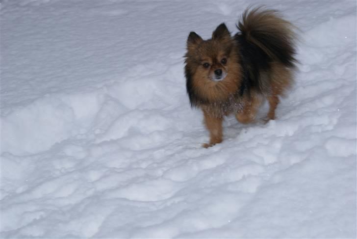 Pomeranian sally - sally i sneen billede 4