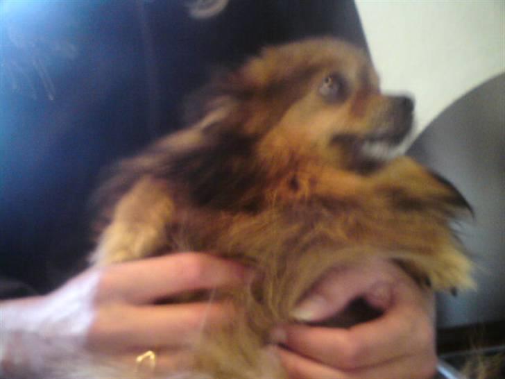 Pomeranian sally - så der dømt hygge billede 5