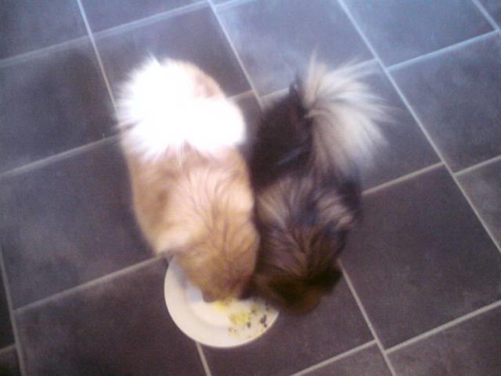 Pomeranian sally - mig og molly billede 6