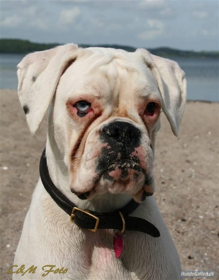 Boxer †Bianca "Tøsen"† billede 18