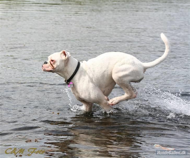 Boxer †Bianca "Tøsen"† billede 20