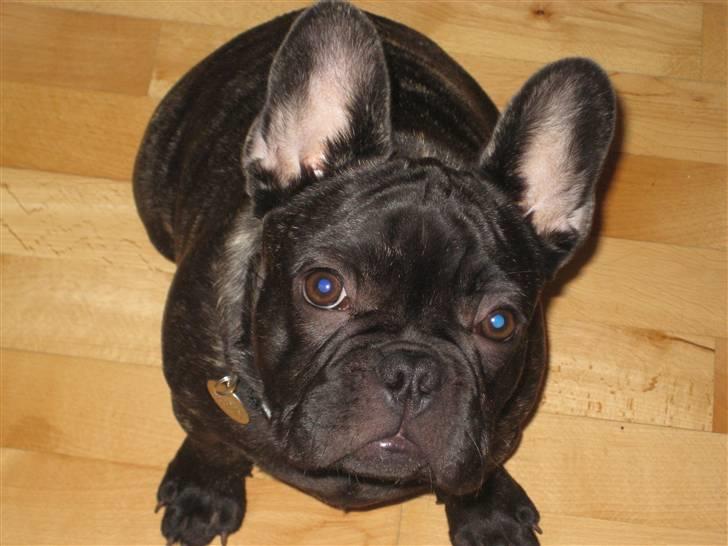 Fransk bulldog Louis billede 16