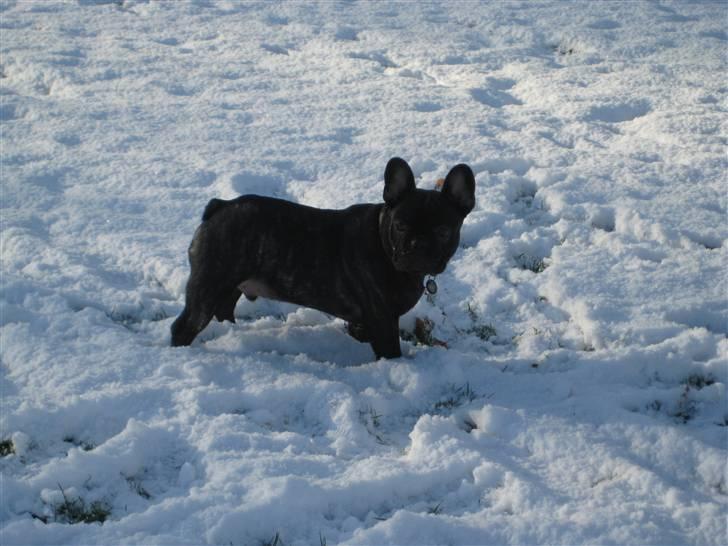 Fransk bulldog Louis billede 17