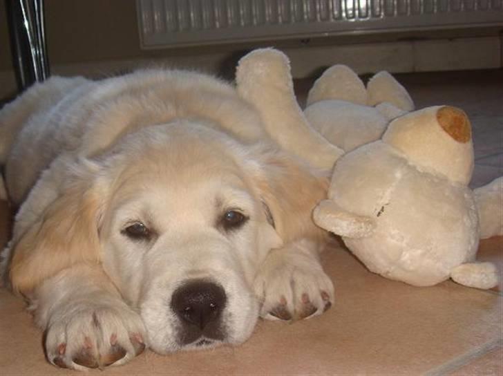 Golden retriever Sammy - Mor´s hund! <3 billede 1