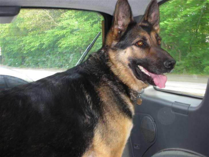 Schæferhund Sasha billede 5