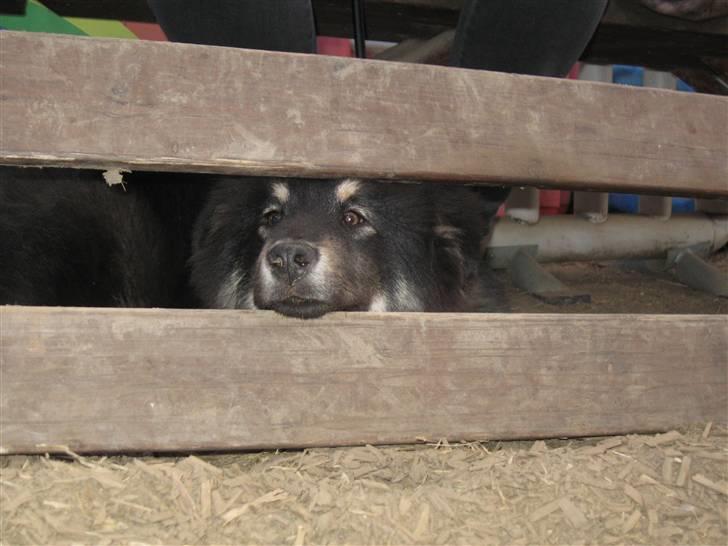 Finsk lapphund Lapinlumon Festus - min ejer er ude og ride, så jeg venter med længsel efter hende billede 8