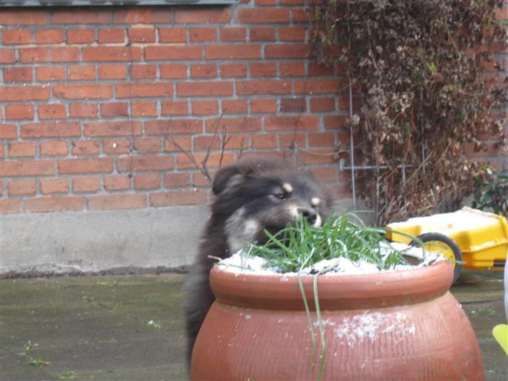Finsk lapphund Lapinlumon Festus - en lille snack billede 9
