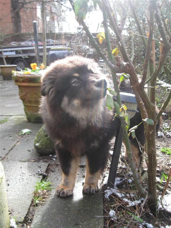 Finsk lapphund Lapinlumon Festus - av den stikker billede 10