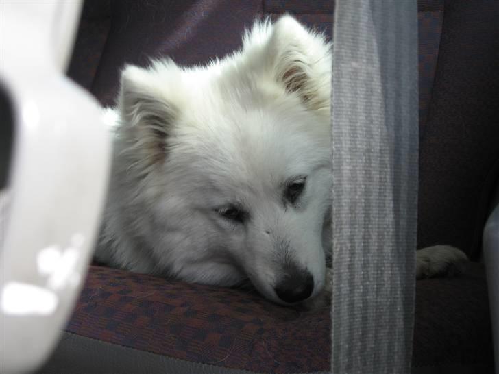 Blanding af racer Zofi - Hej her har I mig...Zofi. billede 1