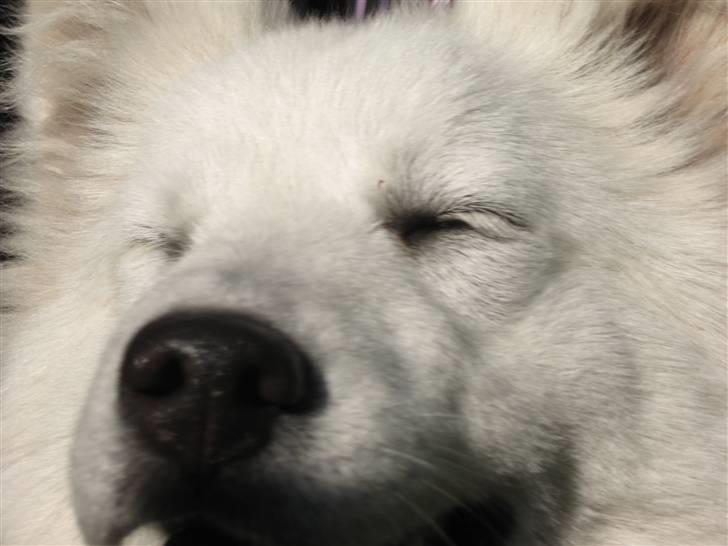 Blanding af racer Zofi - En glad hund... billede 2