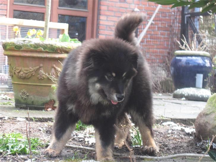 Finsk lapphund Lapinlumon Festus - han er bare så skøn billede 12