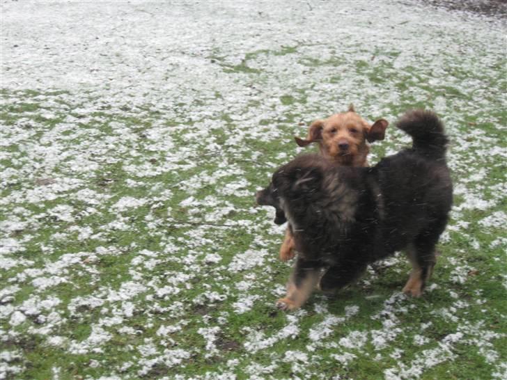 Basset fauve de bretagne Fjordkærs Ingolf billede 5