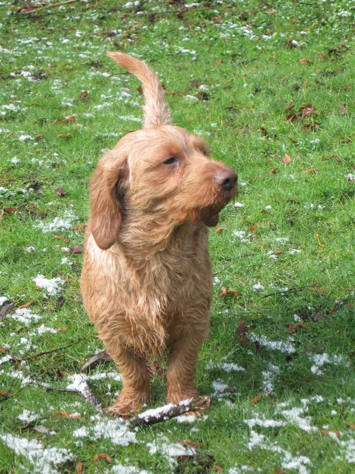 Basset fauve de bretagne Fjordkærs Ingolf billede 6