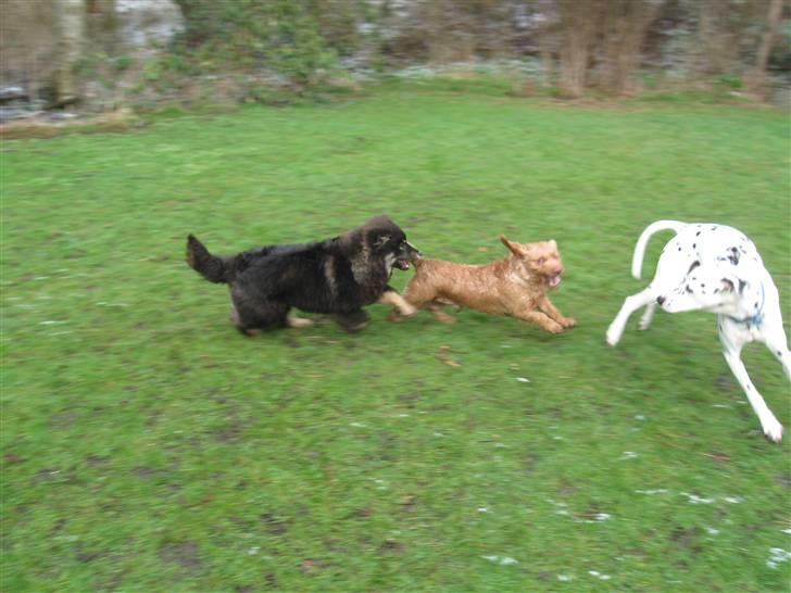Basset fauve de bretagne Fjordkærs Ingolf billede 7