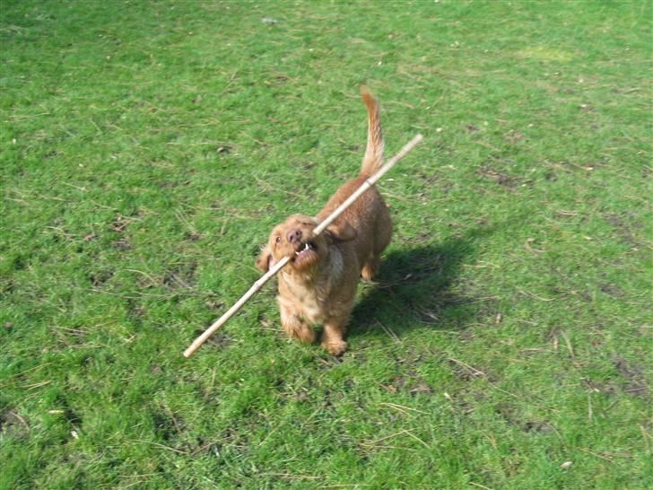 Basset fauve de bretagne Fjordkærs Ingolf billede 9