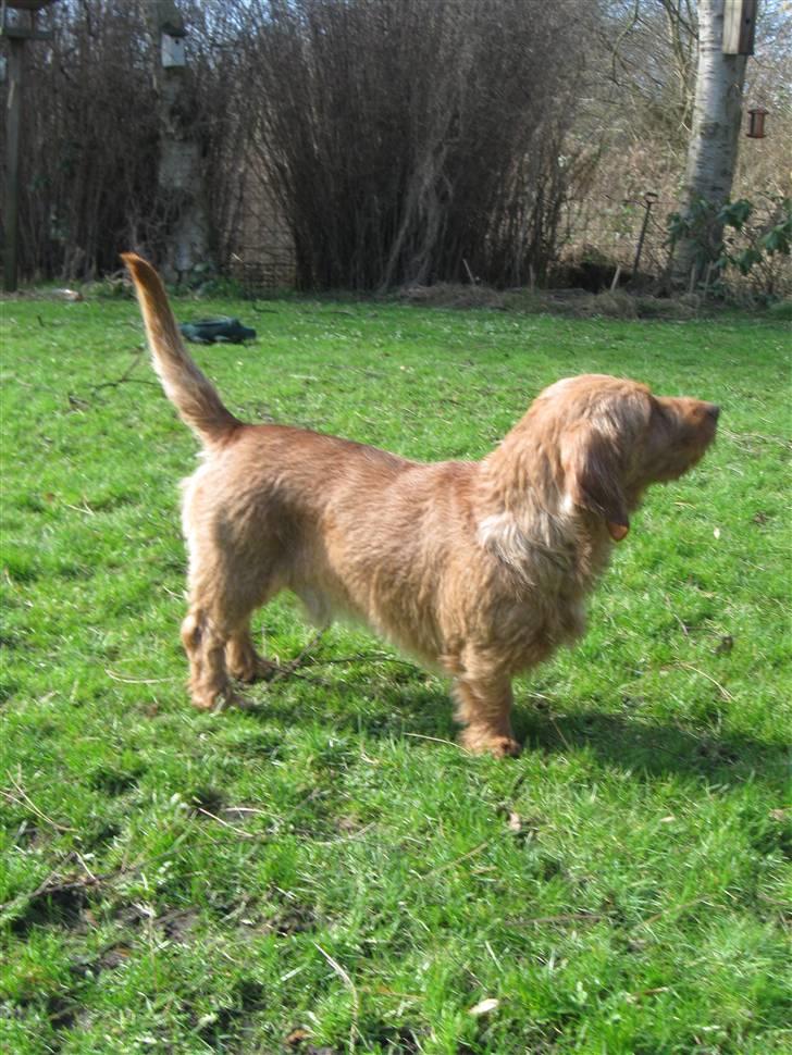 Basset fauve de bretagne Fjordkærs Ingolf billede 10