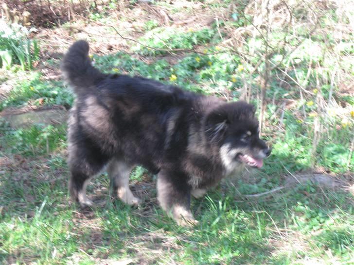 Finsk lapphund Lapinlumon Festus billede 13