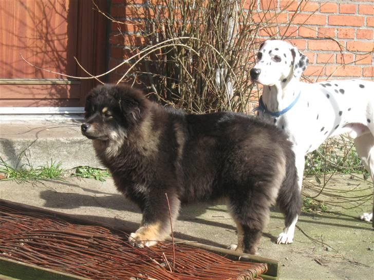 Finsk lapphund Lapinlumon Festus billede 14