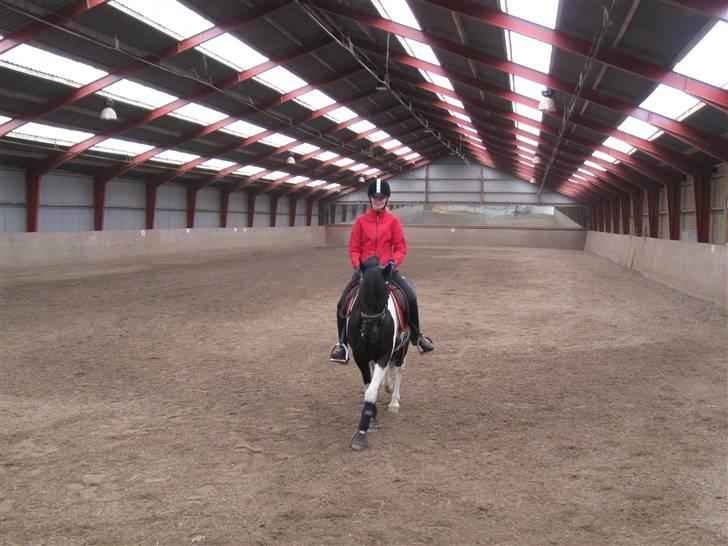 Finsk lapphund Lapinlumon Festus - her rider min ejer på hendes pony, men jeg kikker på hende under bænken billede 15