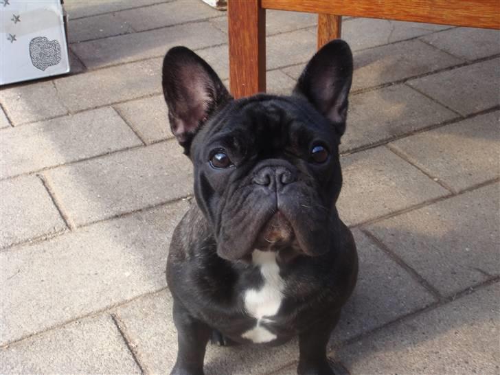 Fransk bulldog Dauløkkes Jolie-Tete billede 5