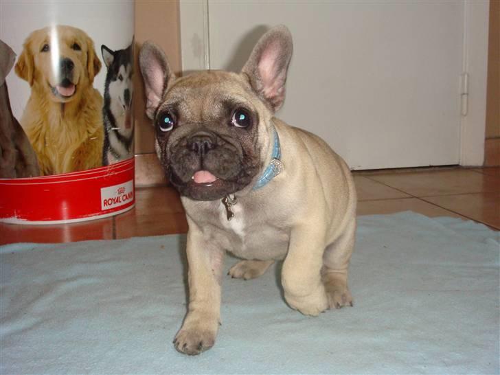 Fransk bulldog Bullconnexion Hector billede 14