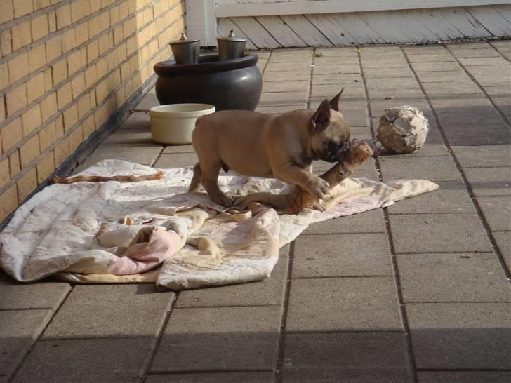 Fransk bulldog Bullconnexion Hector billede 15