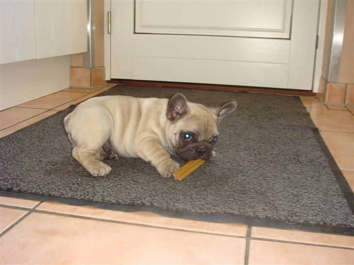 Fransk bulldog Bullconnexion Hector billede 16