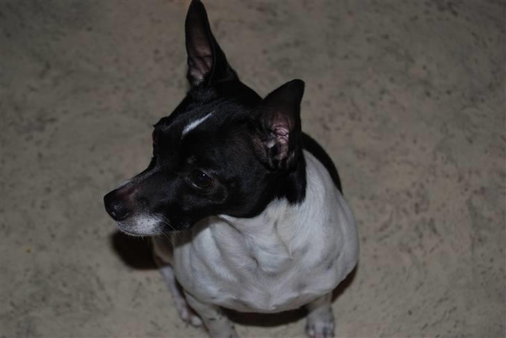 Dansk svensk gaardhund Perle billede 16