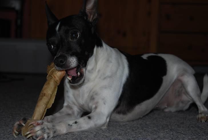 Dansk svensk gaardhund Perle - Perle og hendes tyggeben..:D billede 17