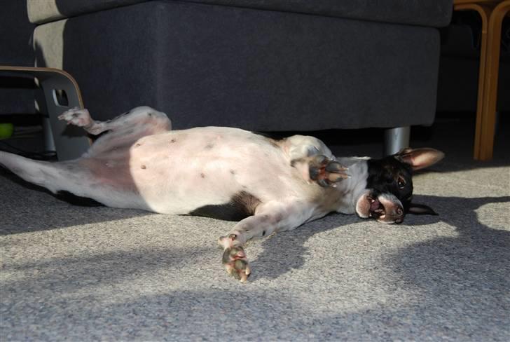 Dansk svensk gaardhund Perle - Uhh hun strækker sig lige..XD billede 18