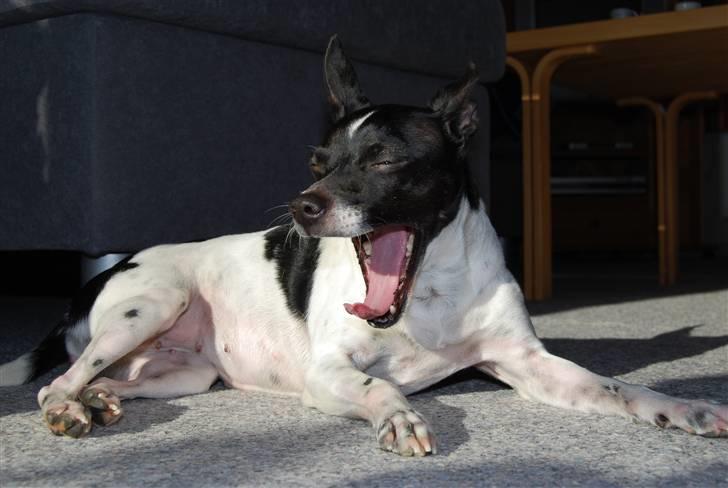 Dansk svensk gaardhund Perle - Man bliver jo helt træt af og slappe så meget af..:P billede 19