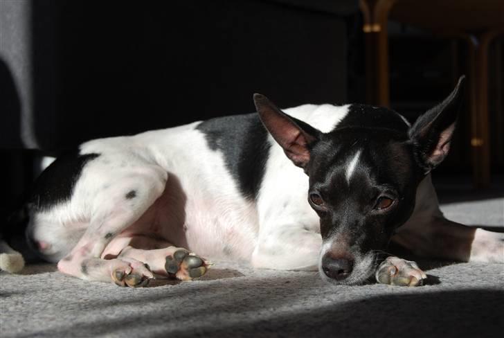 Dansk svensk gaardhund Perle - Afslapning i en solstråle..:D billede 20