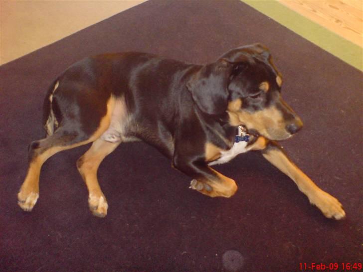 Blanding af racer BESSI  - Bo faderen til de små hvalpe billede 9