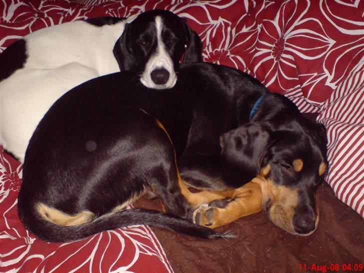 Blanding af racer BESSI  - Bessi og Bo som bare hygger billede 10