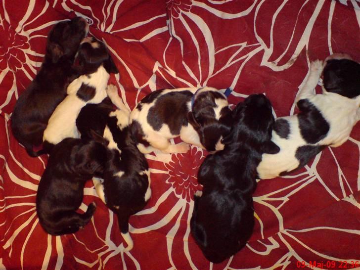 Blanding af racer BESSI  - 1 dag gammel billede 11