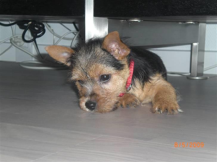 Norwich terrier Berta billede 3