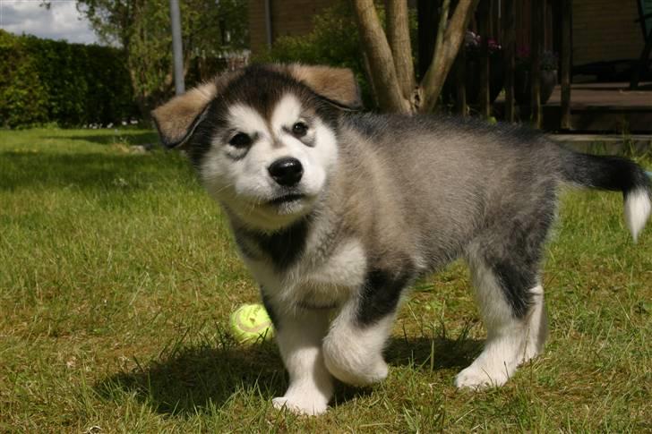 Alaskan malamute Chago billede 8