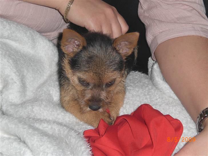 Norwich terrier Berta billede 4