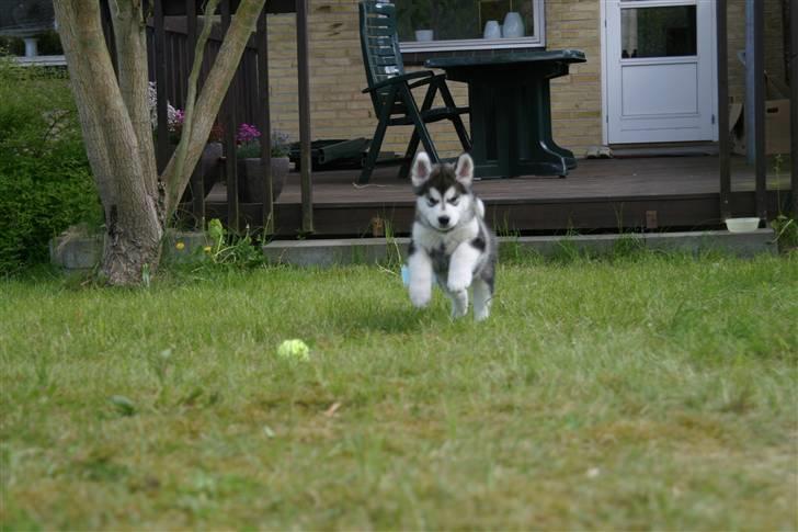 Alaskan malamute Chago billede 9