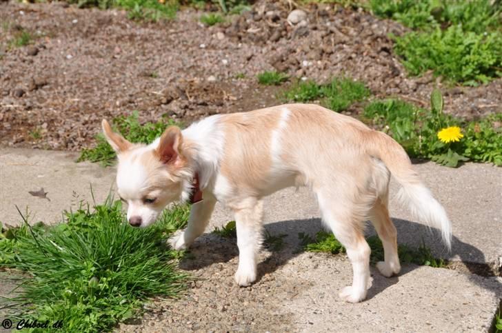 Chihuahua Diva Aka Pølsen - maj 2009 billede 17