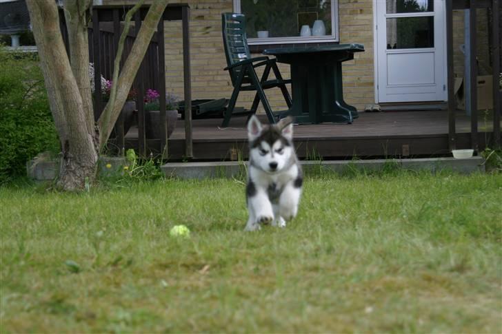 Alaskan malamute Chago billede 10