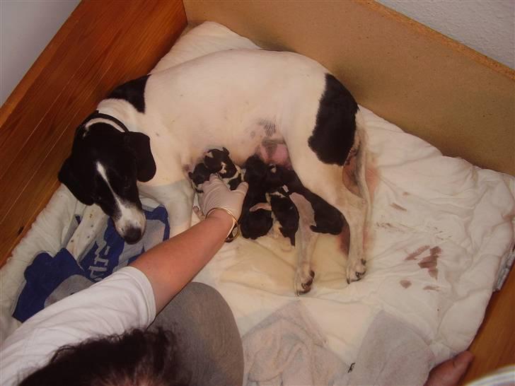 Blanding af racer BESSI  - under fødslen billede 12