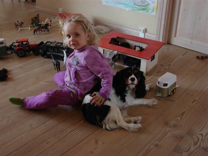 Cavalier king charles spaniel Lady - Caroline og Lady. Lady vil gerne være med hvor der sker. April 2009 billede 14