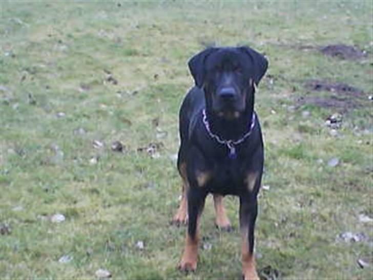 Blanding af racer Balder billede 1