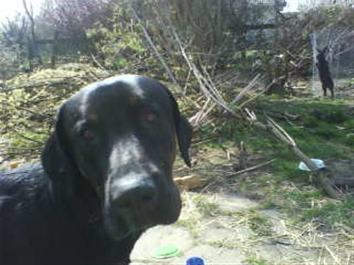 Blanding af racer Balder billede 2