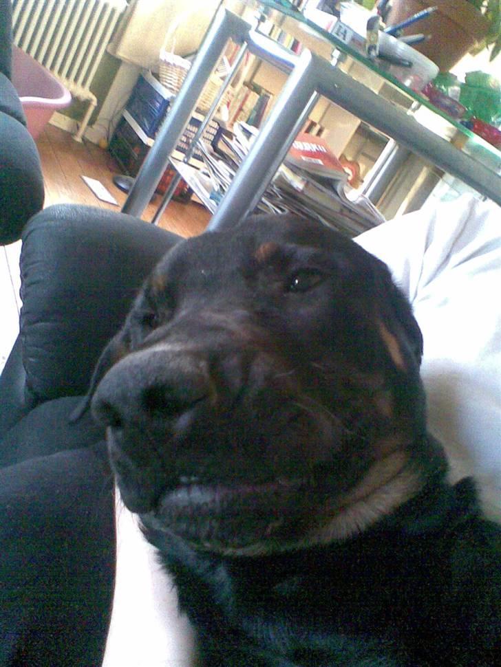 Blanding af racer Balder billede 3