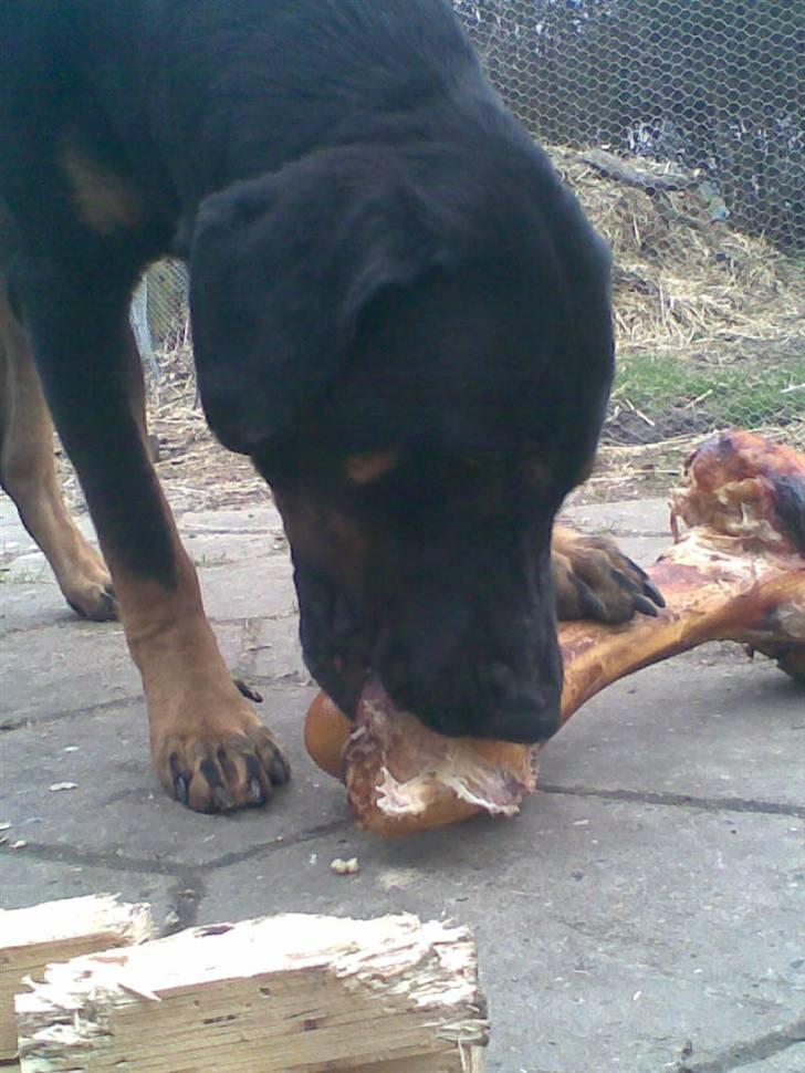 Blanding af racer Balder billede 4