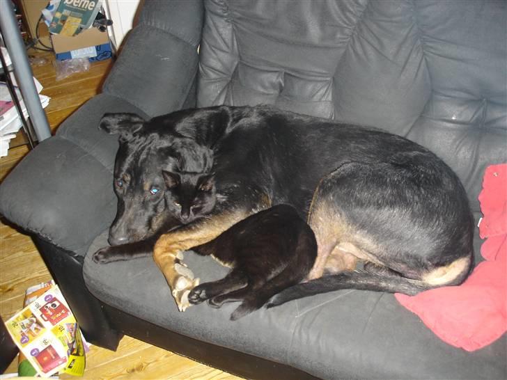 Blanding af racer Balder billede 5